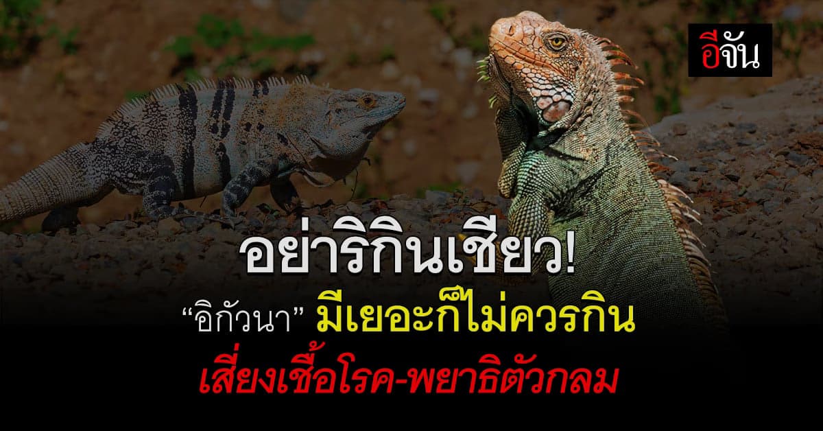 หมอเตือน อิกัวนาเขียว มีเยอะก็ไม่ควรกิน เสี่ยงเชื้อโรค-พยาธิตัวกลม