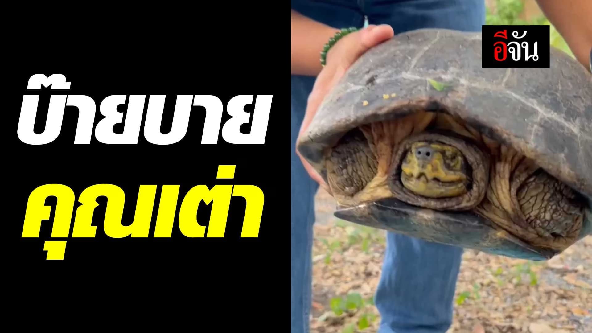 🎬 ปล่อยเต่า ที่สระน้ำ มูลนิธิปวีณา