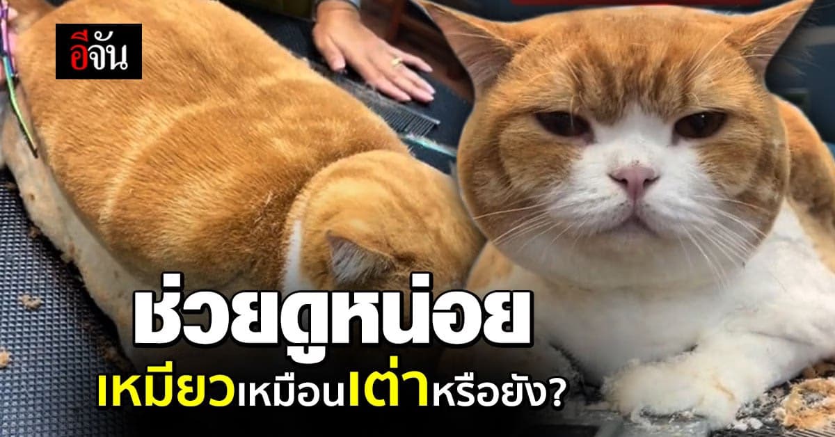 เมื่อลูกค้าพาเจ้าเหมียวมาตัดขน แล้วบอกอยากได้ “ทรงเต่า”