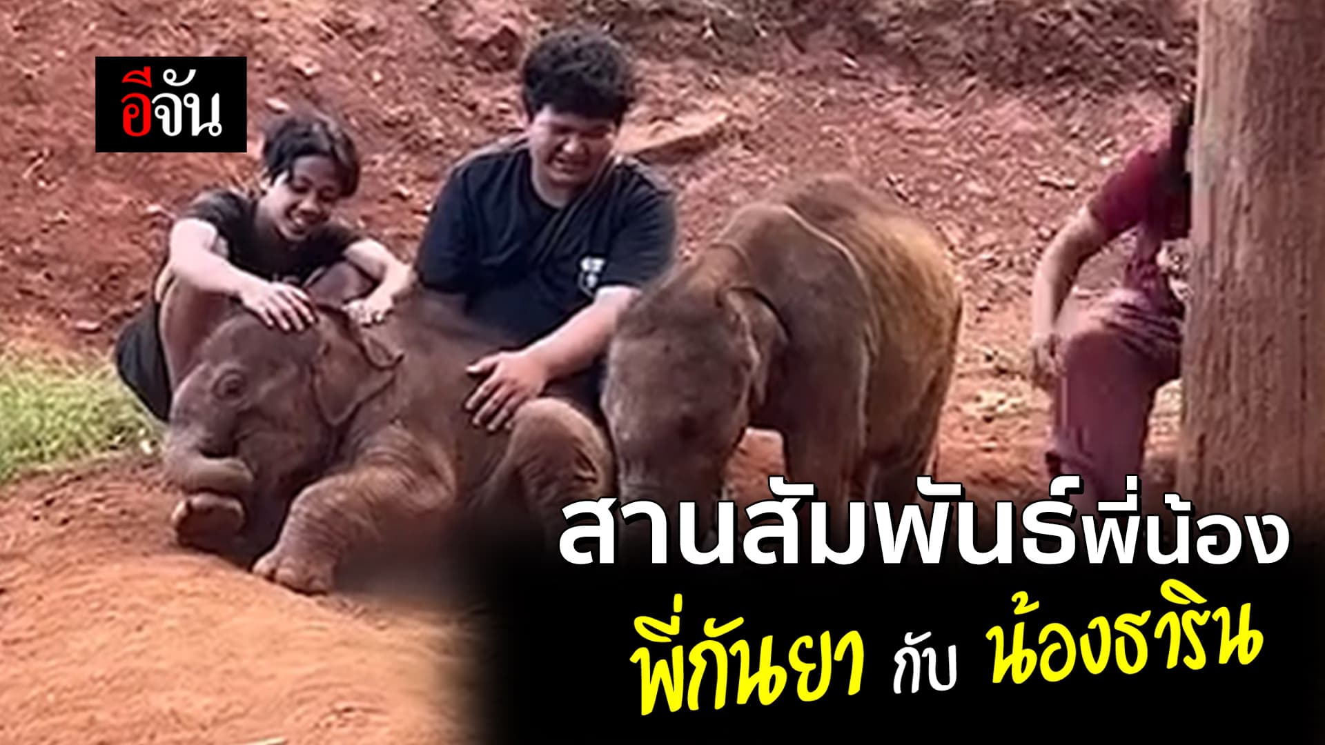 🎬 สานสัมพันธ์ช้าง 2 พี่น้อง พี่กันยา กับ น้องธาริน