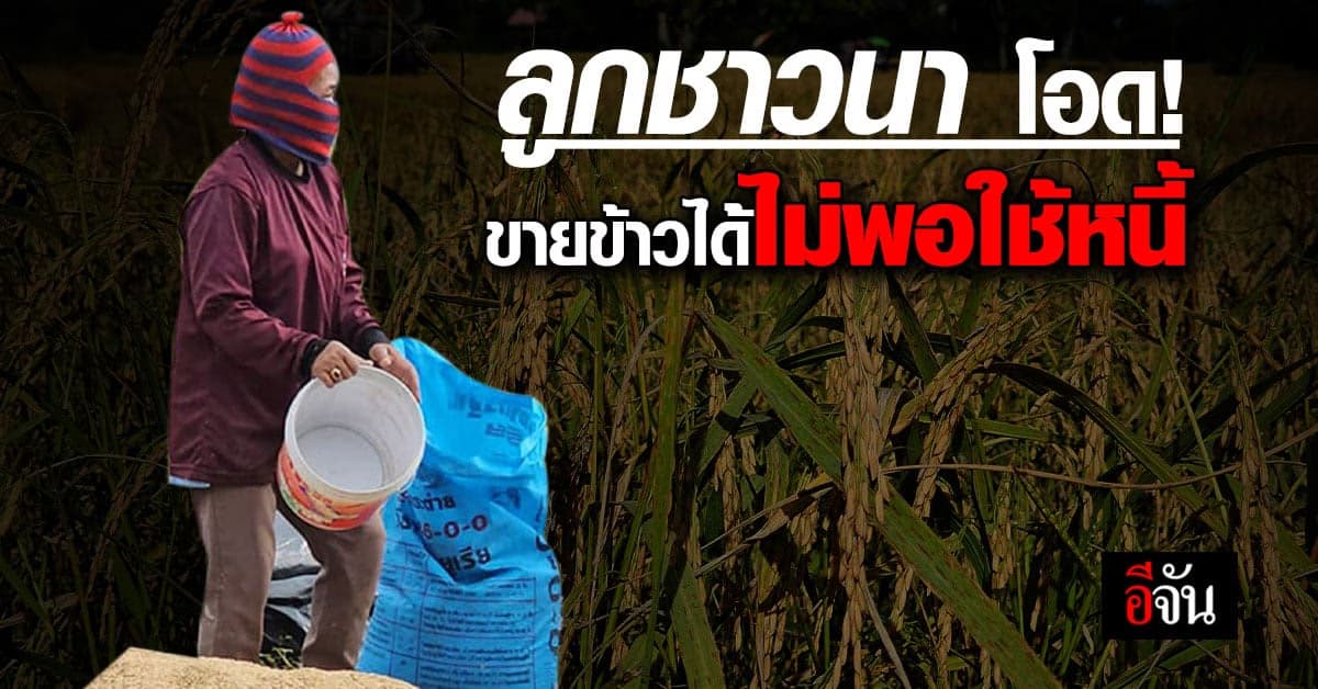 ลูกชาวนา โอด! ทำนา 8 ไร่ ขายข้าวได้ไม่พอใช้หนี้