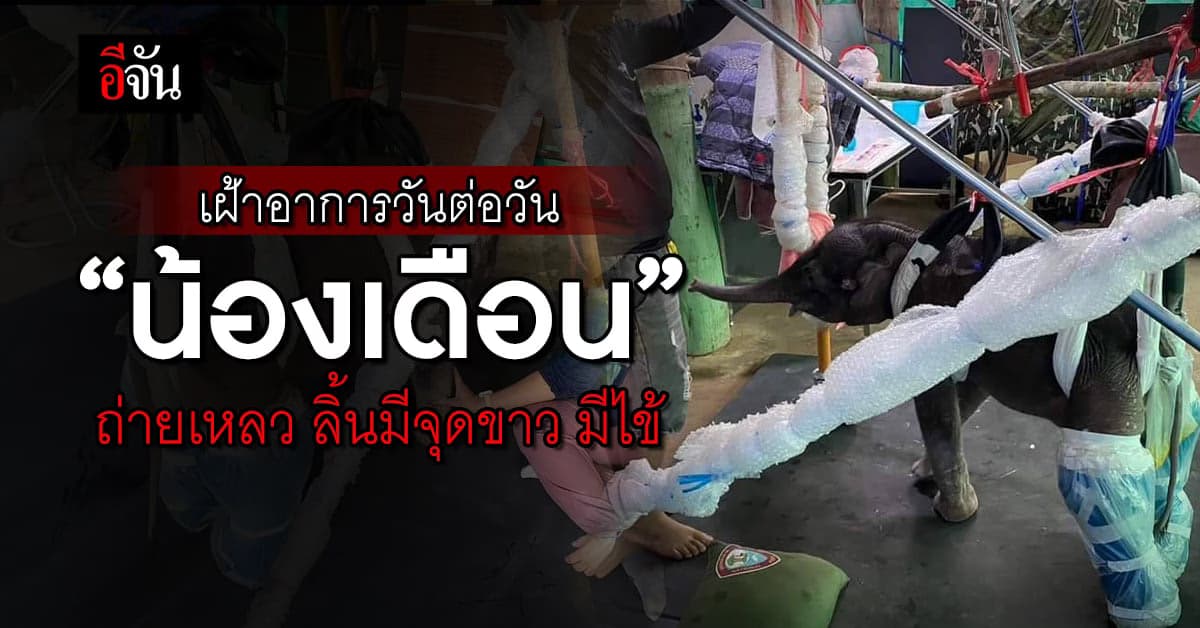 ทีมหมอลดปริมาณ น้องเดือน ลูกช้างป่าทับลาน เฝ้าอาการวันต่อวัน