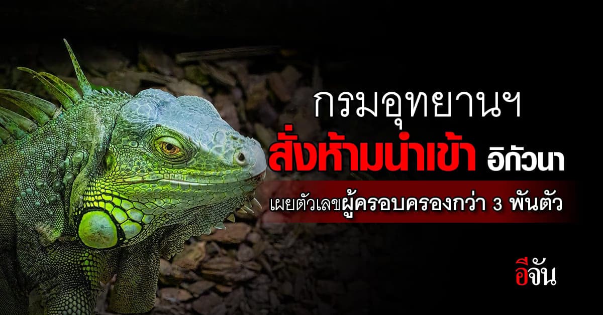 กรมอุทยานฯ สั่งห้ามนำเข้า อิกัวนา เผยตัวเลขลงทะเบียนกว่า 3 พันตัว