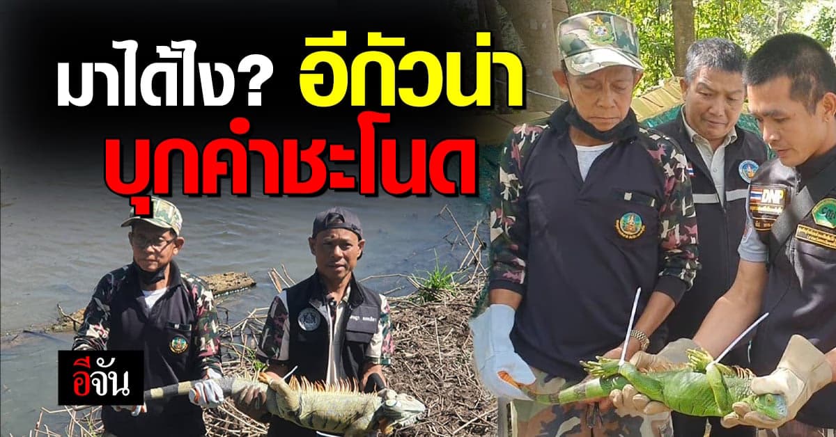 อีกัวน่า โผล่ คำชะโนด ตัวใหญ่ๆทั้งนั้น