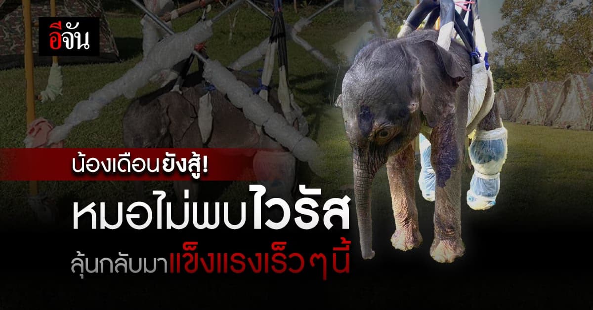 “น้องเดือน” ลูกช้างหลงโขลง ยังสู้! ผลตรวจ ไม่พบเชื้อเฮอร์ปีร์ไวรัส