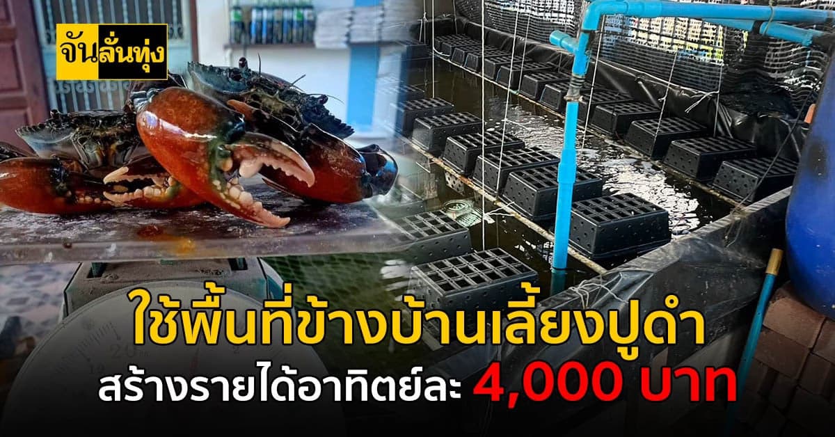 เปลี่ยนพื้นที่ข้างบ้านให้เป็นบ่อเลี้ยงปู ทำเงินกว่า 4,000 บาท/อาทิตย์