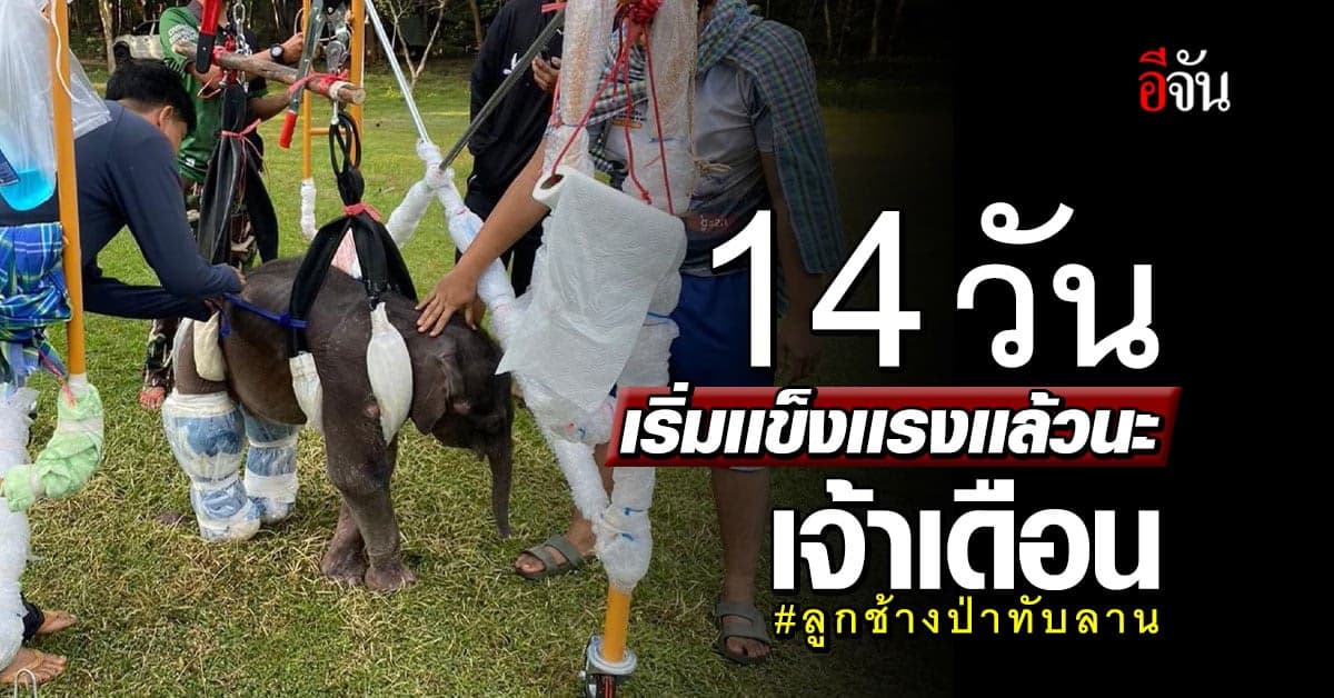 น้องเดือน ช้างป่าทับลาน พลัดหลงโขลง รักษา 14 วันอาการดีขึ้นมาก
