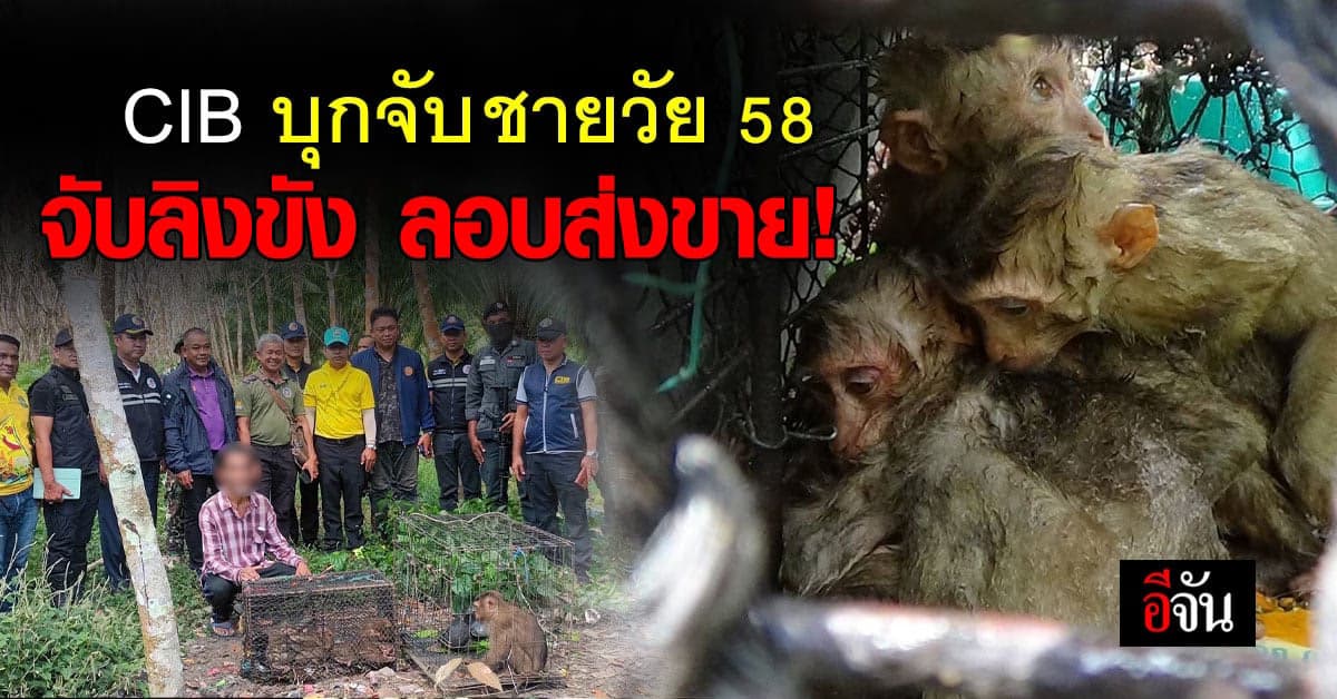 CIB บุกจับชาย ชาวพังงา ลักลอบจับลิงขังเต็มบ้าน เตรียมส่งขายออนไลน์