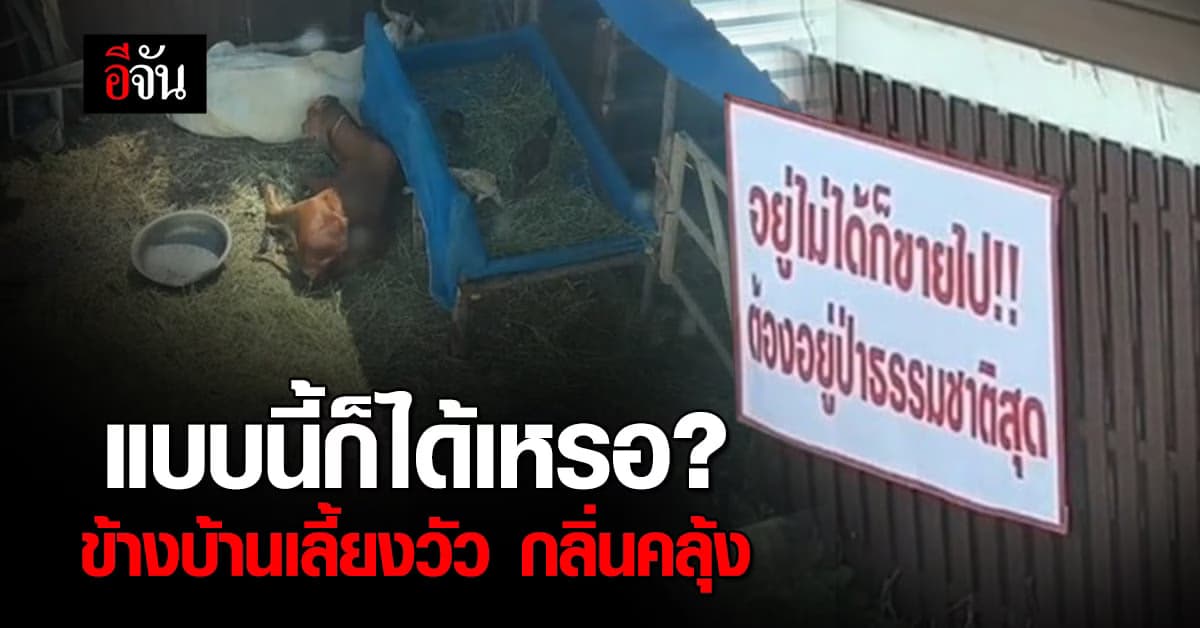 สาวโอด! ข้างบ้านเลี้ยงวัว กลิ่นคลุ้ง พร้อมติดป้ายไล่