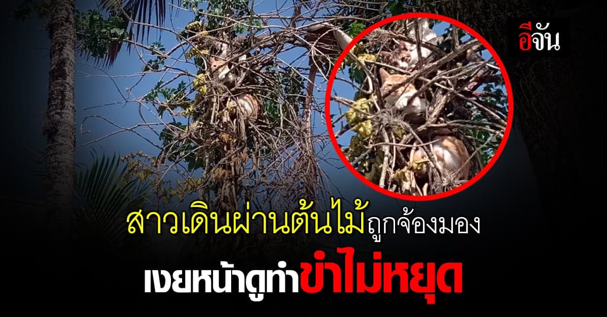 ขนลุก สาวเดินผ่านต้นไม้ รู้สึกถูกจ้อง ตัดสินใจเงยหน้า ทำยิ้มไม่หุบ