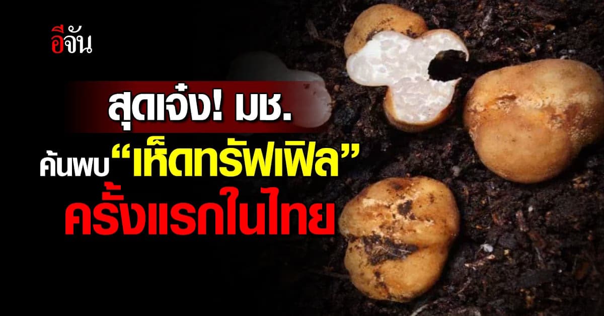 สุดเจ๋ง! ทีมวิจัย มช. ค้นพบ “เห็ดทรัฟเฟิล” ครั้งแรกในไทย