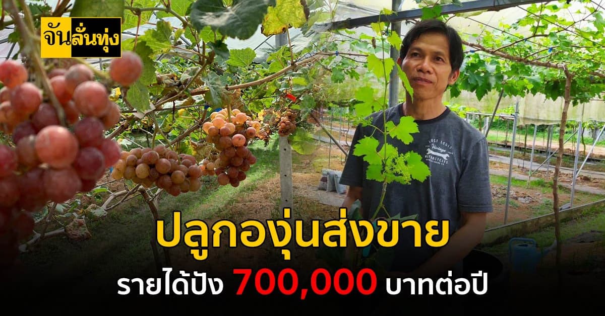 หนุ่มใหญ่ วัย 49 ปี ปลูกองุ่น ส่งขายสร้างรายได้ปังกว่า 700,000 บาท