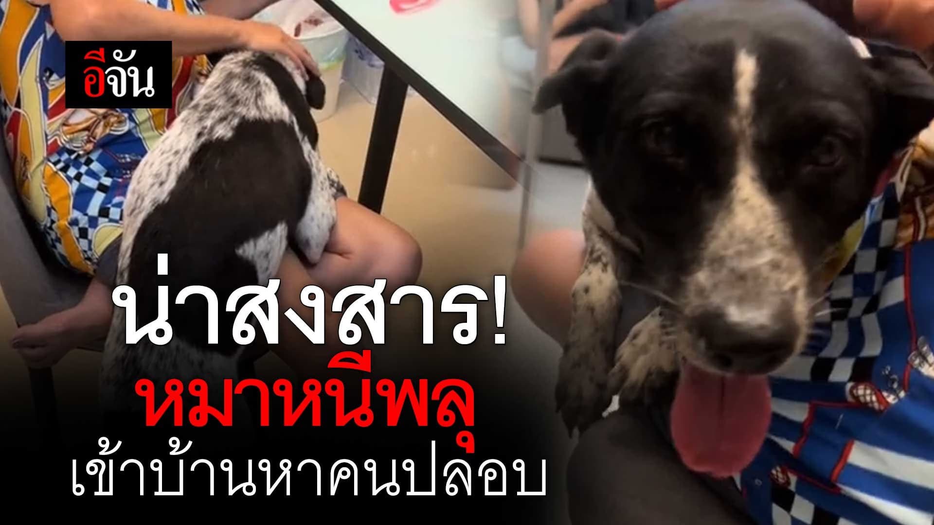 🎬 หมาตกใจเสียงพลุ คืนวันลอยกระทง วิงหนีเข้าบ้านคน