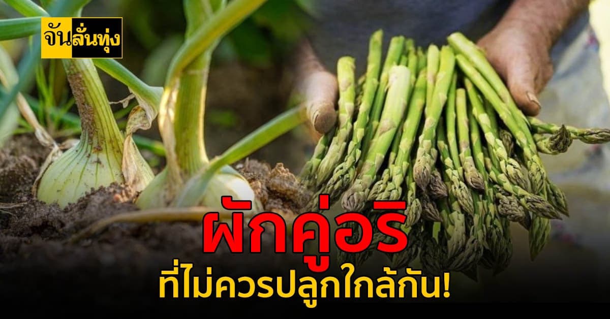 ใครคิดจะปลูกผักเหล่านี้ ควรปลูกให้ห่างกันนะ เพราะมันเป็นอริกัน!