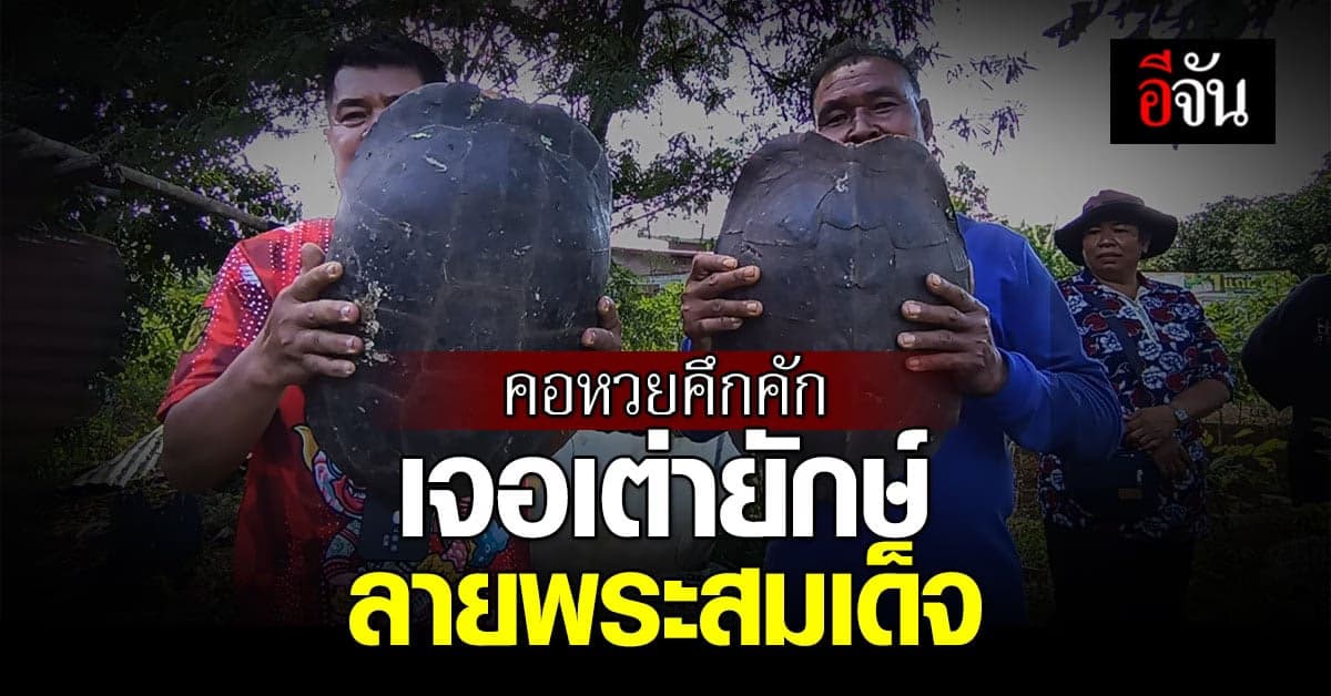 คอหวยคึกคัก! เลขเด็ดเต่ายักษ์ลายพระสมเด็จ ให้โชคหลายงวด