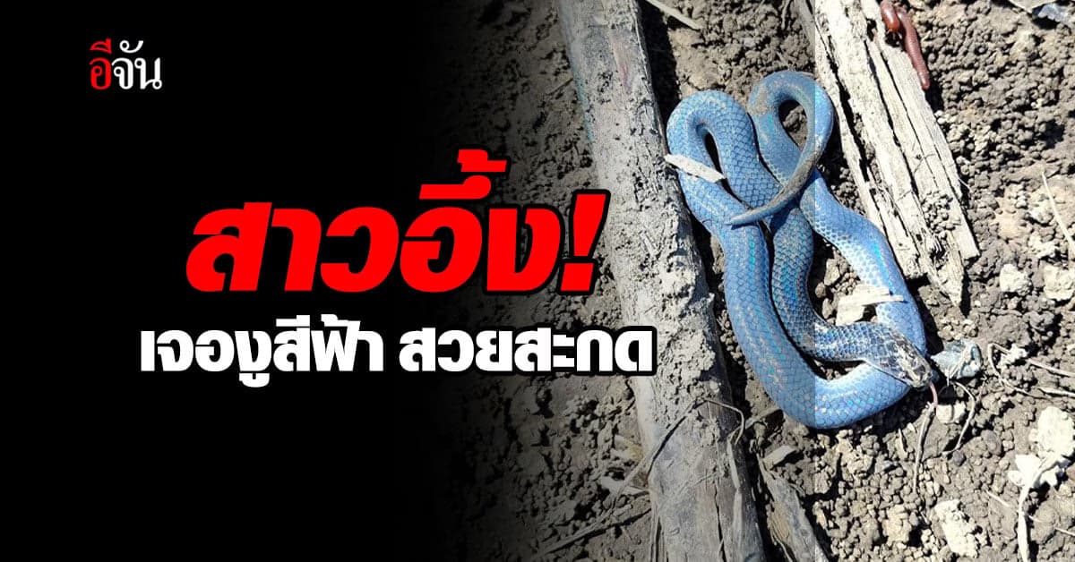 สาวอึ้ง! เจองูสีฟ้า สะท้อนแสง สวยสะกด ไม่คิดจับไว้ ปล่อยคืนธรรมชาติ