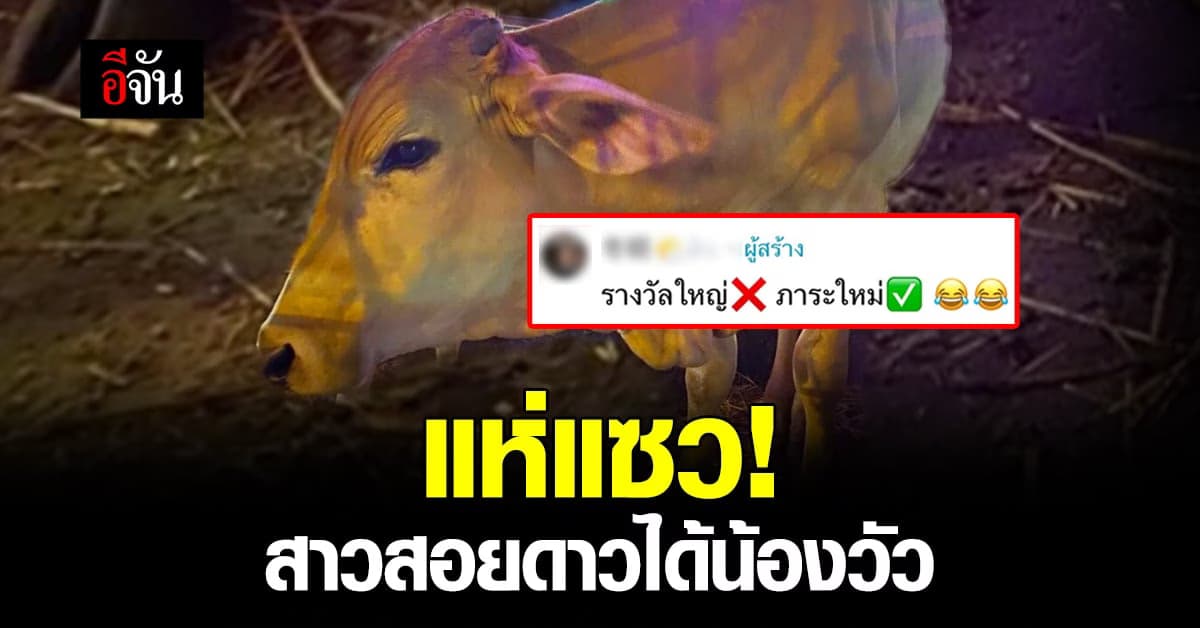 ชาวเน็ตแห่แซว! สาวสอยดาวคืนลอยกระทงได้น้องวัว