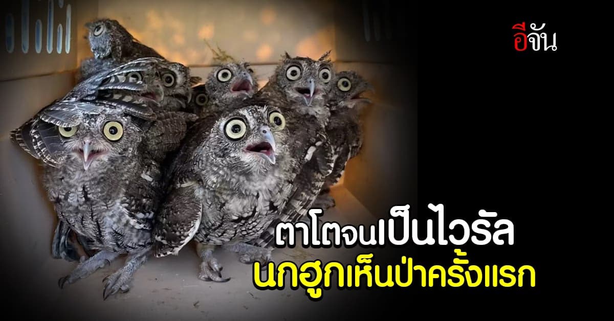 น่ารักจนเป็นไวรัล เจ้าหน้าที่ปล่อย “นกฮูก” คืนสู่ป่า