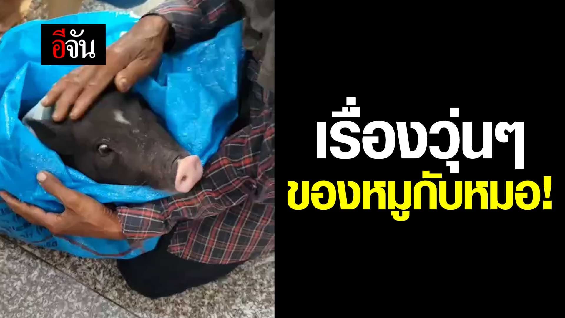 🎬 พาหมูมาหาหมอ เพราะหมูกินลูกชิ้นหมูติดคอ