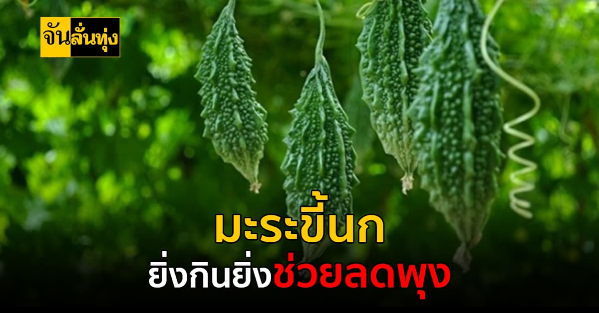 มะระขี้นก ช่วยลดปัญหาโรคอ้วนลงพุง ควบคุมน้ำตาลในร่างกายได้ ยิ่งขมยิ่งดี