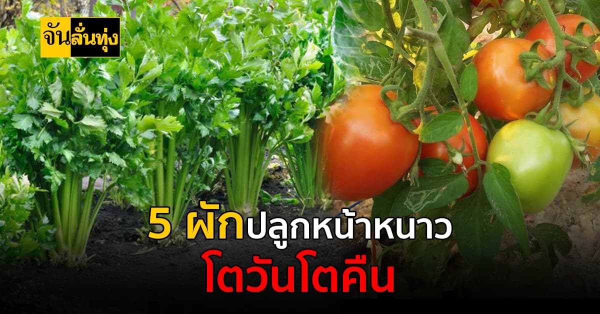 ผัก 5 ชนิดปลูกหน้าหนาวโตวันโตคืน อากาศยิ่งชื้นยิ่งดี