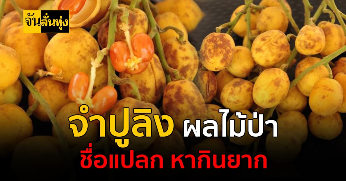 จำปูลิง ผลไม้ป่าชื่อแปลก ของดีท้องถิ่นของคนใต้ ที่ตอนนี้หากินยากแล้ว