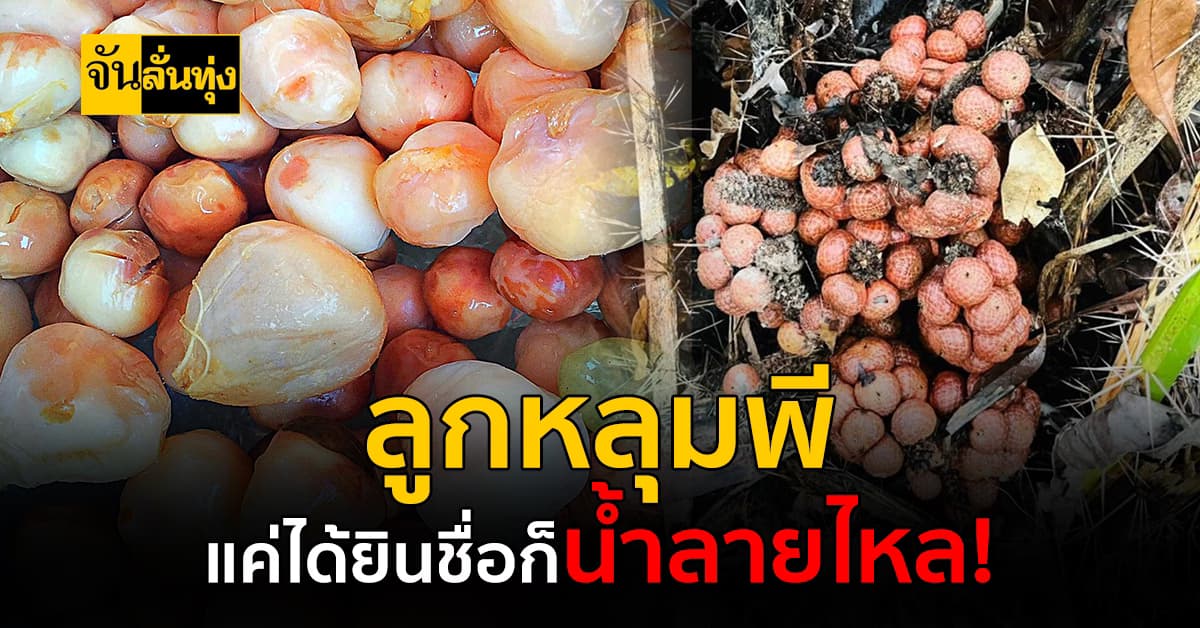 ลูกหลุมพี ผลไม้ท้องถิ่นของภาคใต้ รสชาติชวนน้ำลายสอ!