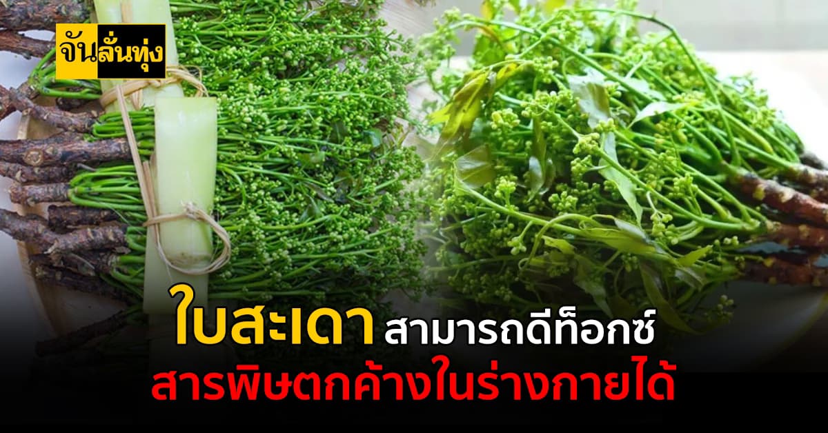 ใบสะเดาสามารถดีท็อกซ์สารพิษตกค้างในร่างกาย ยิ่งรู้สรรพคุณยิ่งต้องกิน