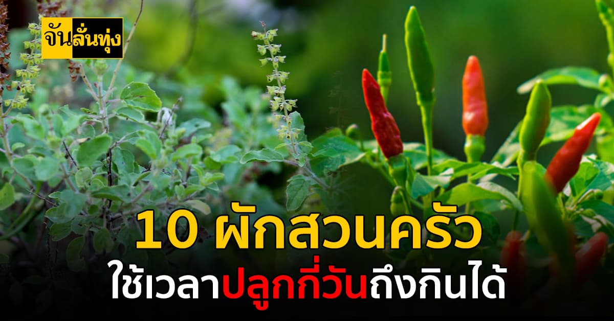 มือใหม่ควรรู้ ระยะเวลาในการ ปลูกผักสวนครัว 10 ชนิด