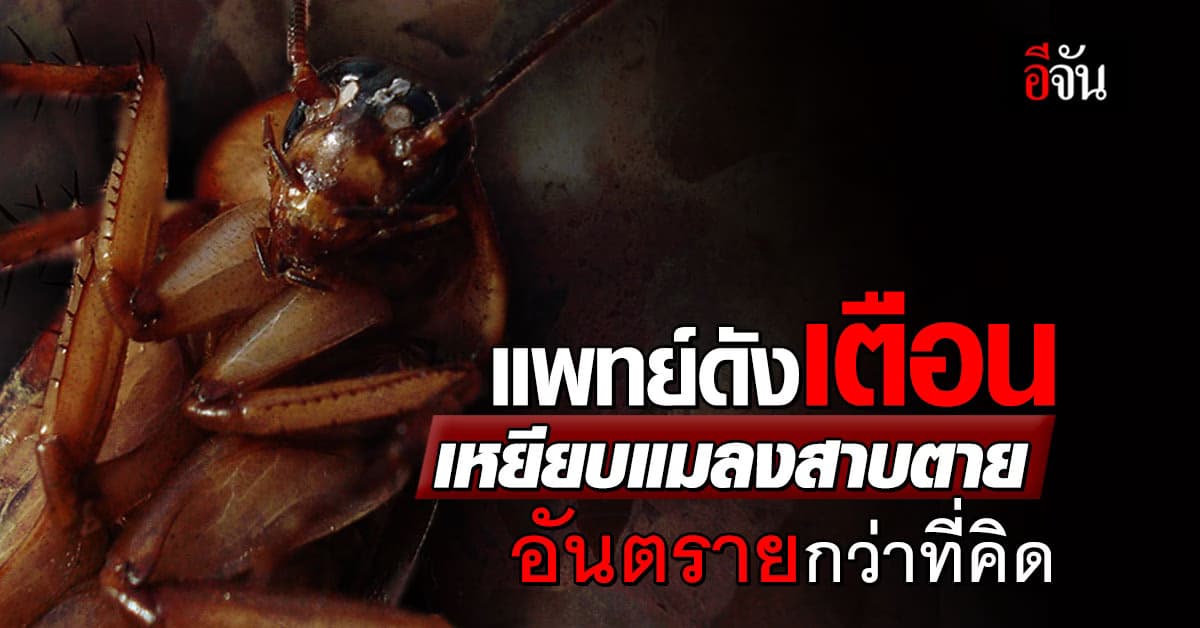 นี่ก็เพิ่งรู้! แพทย์ดังเตือน เหยียบแมลงสาบ อันตรายกว่าที่คิด