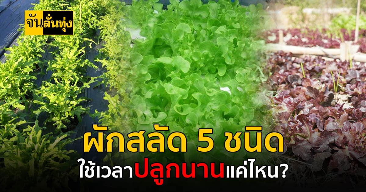 มาทำความรู้จัก ผักสลัด 5 ชนิด ต้องปลูกกันกี่วัน ถึงกินได้