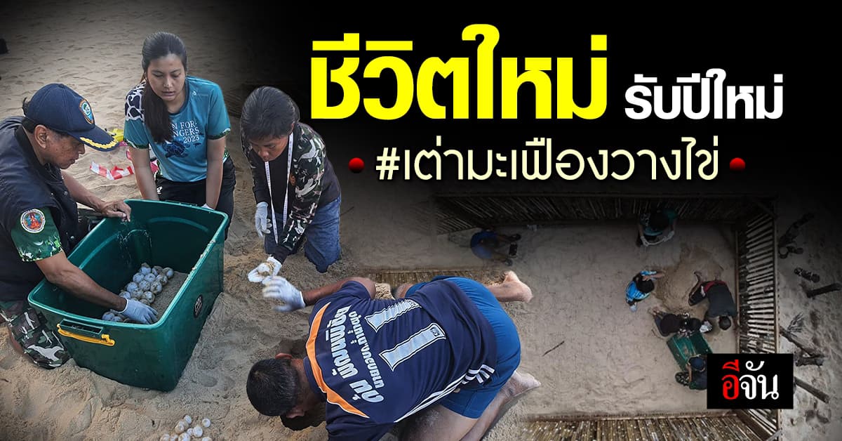 อุทยานฯ เขาลำปี-หาดท้ายเหมือง เจอ ไข่เต่ามะเฟือง เตรียมฟักต้นปี 67