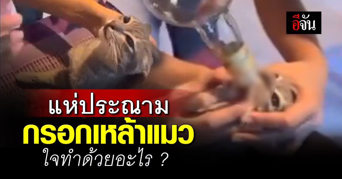 โซเชียลเดือด! ประณามสาวโพสต์คลิป กรอกเหล้าแมวลงสตอรี่