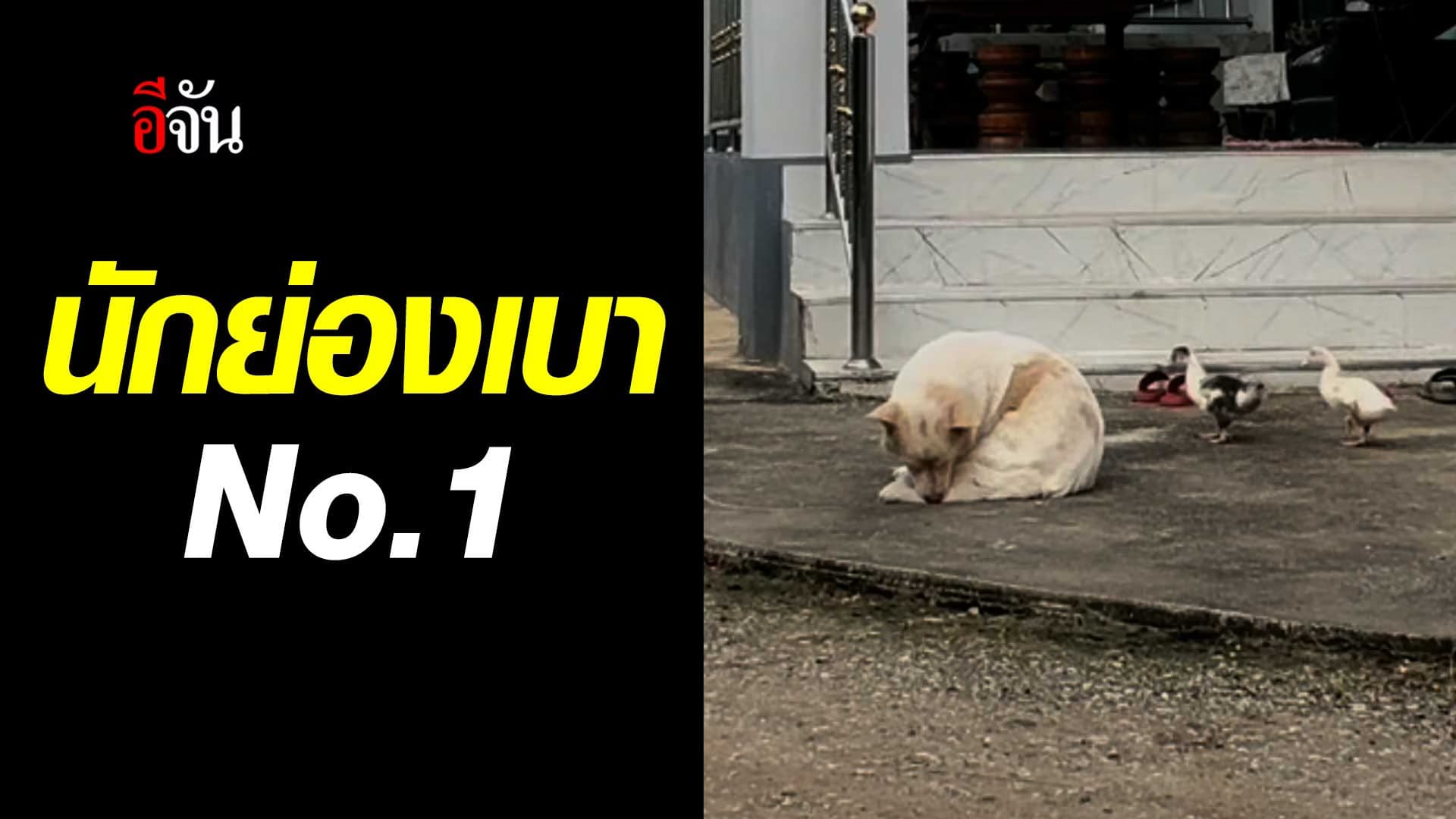 🎬 2 เป็ดย่องเบาหนีพี่โบ้