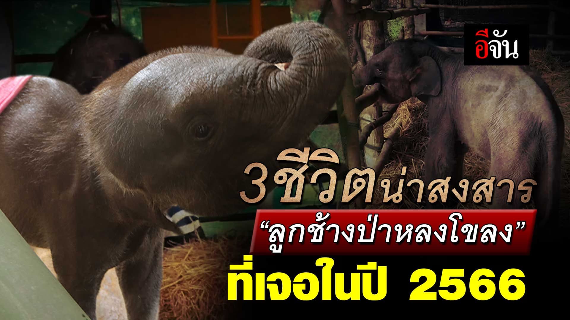 🎬 3 ชีวิตน่าสงสาร ลูกช้างป่าหลงโขลง ที่เจอในปี 2566