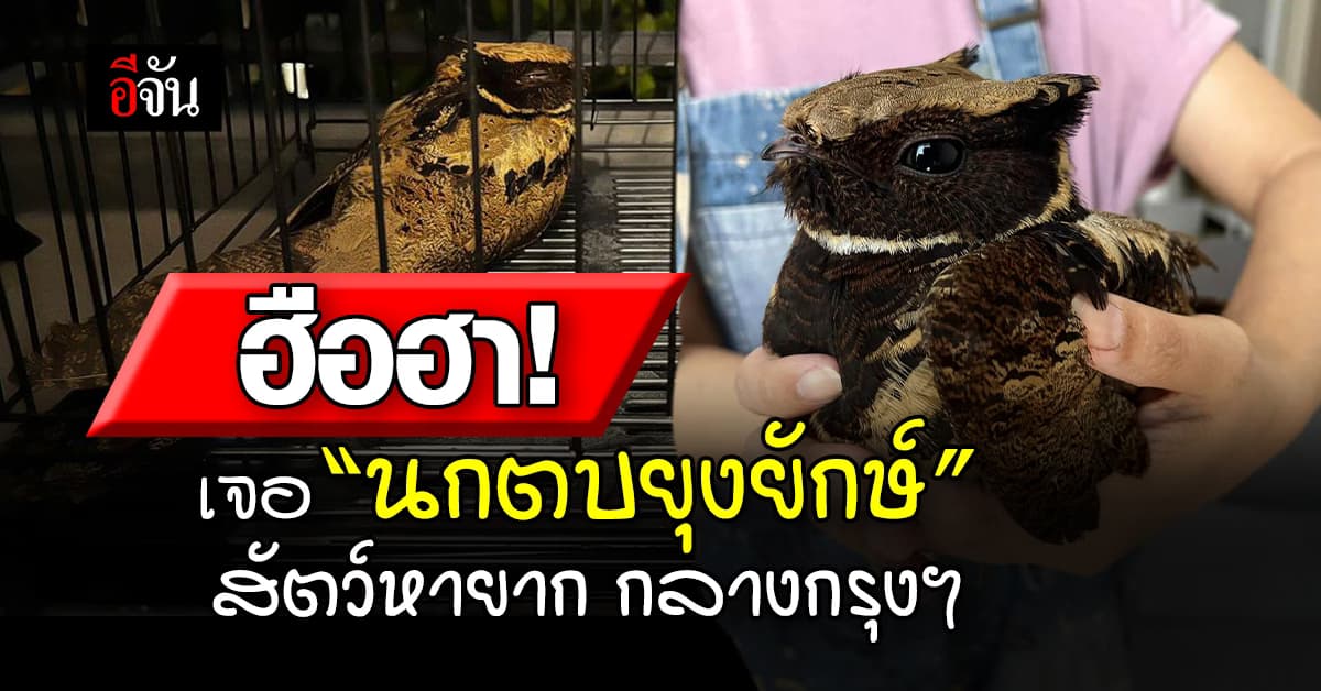 ฮือฮา! เจอ “นกตบยุงยักษ์” สัตว์หายาก เกาะกำแพงคอนโด