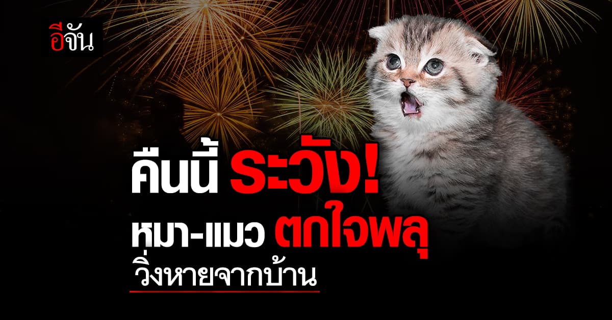 แจกทริก! ป้องกัน หมา-แมว ตกใจเสียงพลุ วิ่งหนีหายจากบ้าน