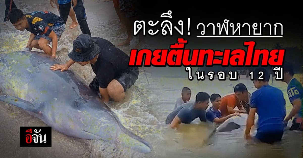 เร่งช่วยเหลือ! วาฬเบลน์วิลล์ เกยตื้นทะเลไทย ในรอบ 12ปี