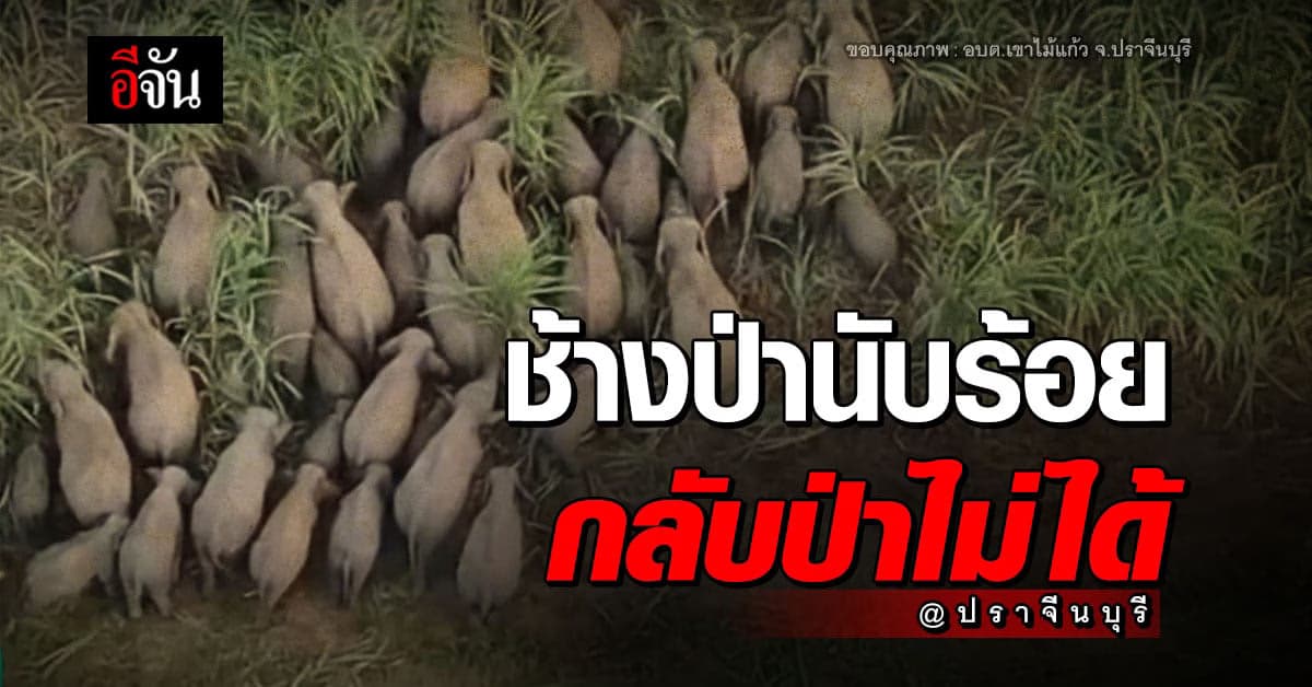 ช้างป่านับร้อย บุกไร่ เจ้าหน้าที่เร่งผลักดันกลับ แต่ยังกลับป่าไม่ได้