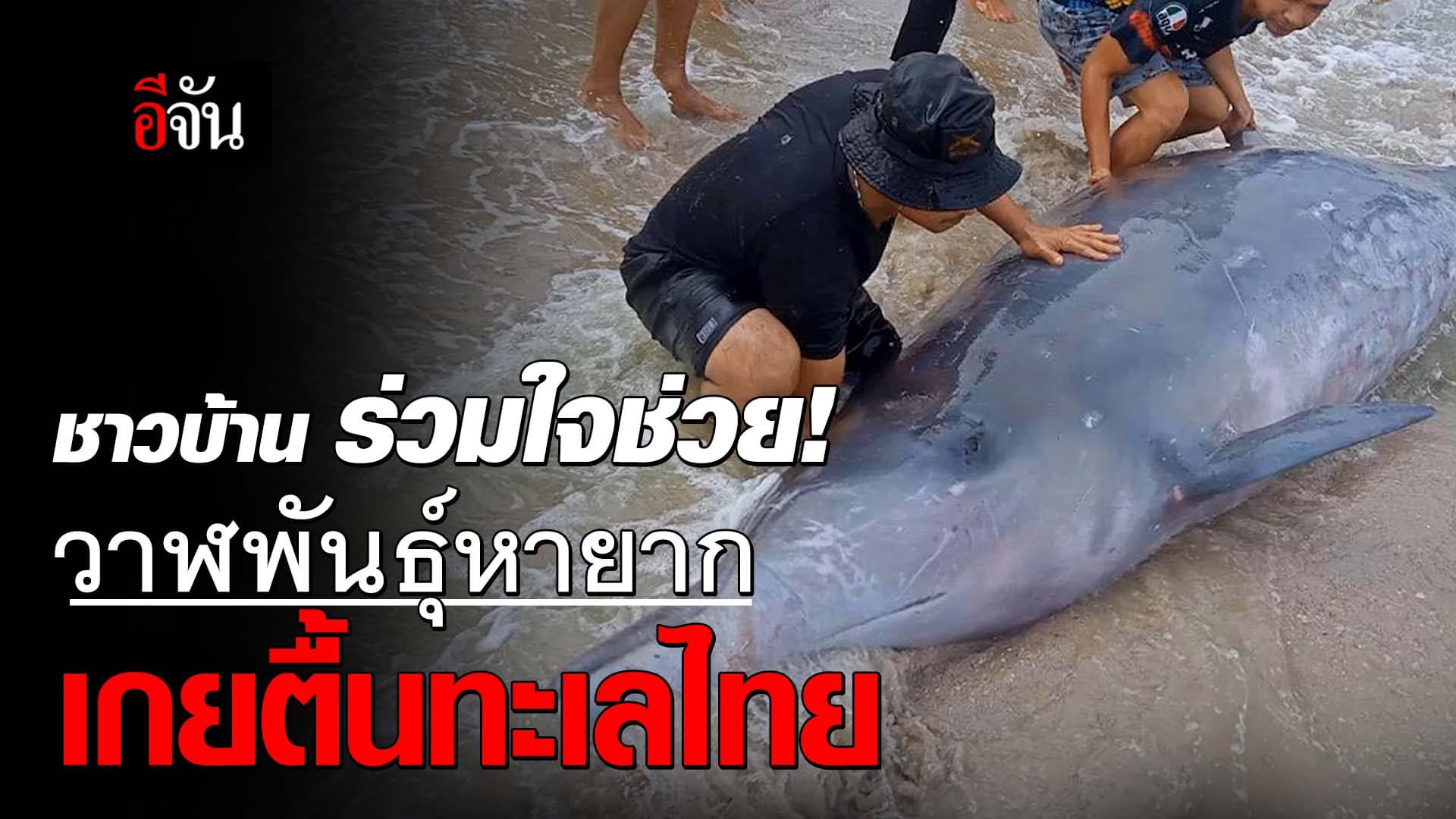 🎬 คลิปโซเชียล นาทีช่วย วาฬเบลน์วิลล์ เกยตื้น