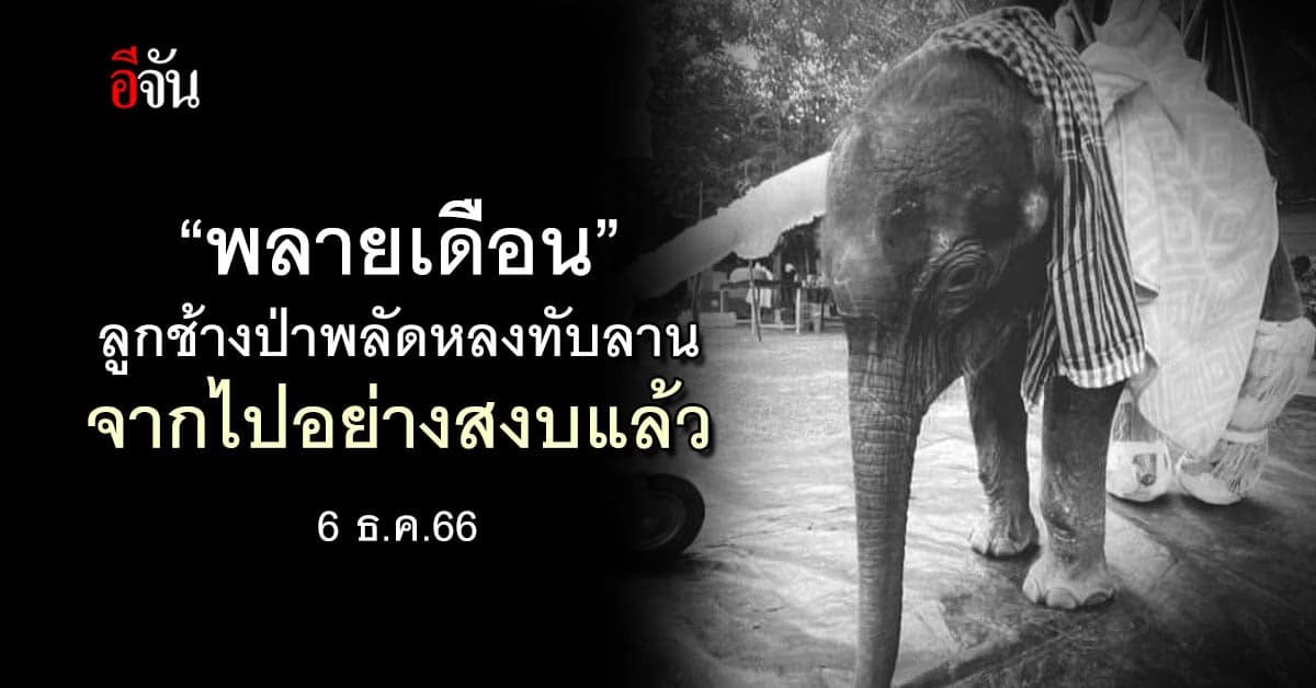 “พลายเดือน” ลูกช้างป่าพลัดหลงทับลาน จากไปอย่างสงบแล้ว