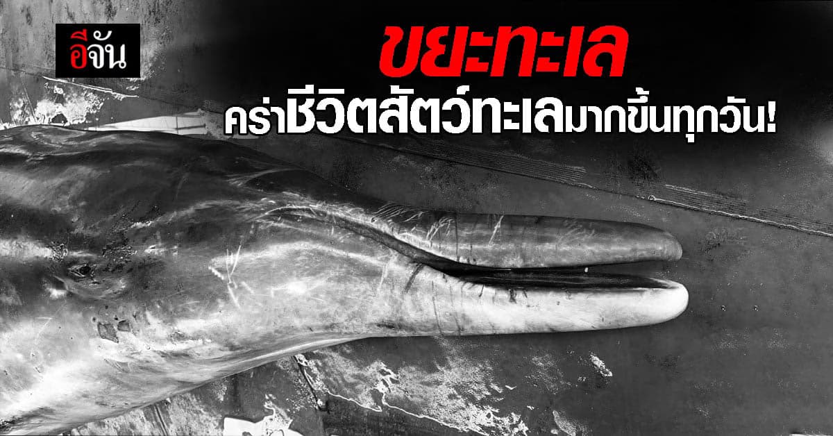 ขยะคร่าชีวิตสัตว์ทะเลมากขึ้น อ.ธรณ์ พ้อ ไม่มีที่ปลอดภัยสำหรับสัตว์ทะเล