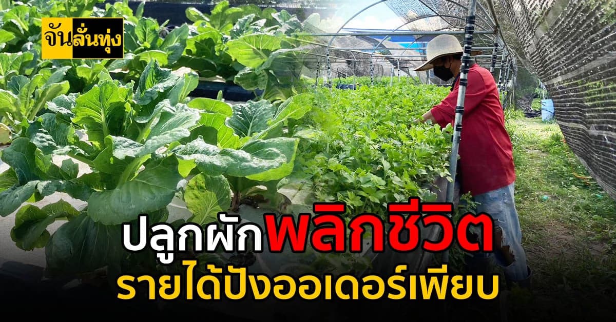 หาความรู้จากอินเตอร์เน็ต ปลูกผักสลัดสร้างรายได้ ออเดอร์ปัง!