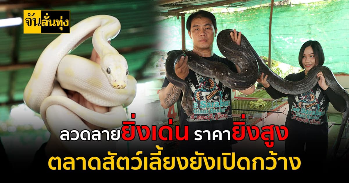 ตลาดงูเมืองไทยเปิดกว้าง ลวดลายยิ่งพิเศษราคายิ่งสูงเป็นอาชีพที่น่าสนใจ