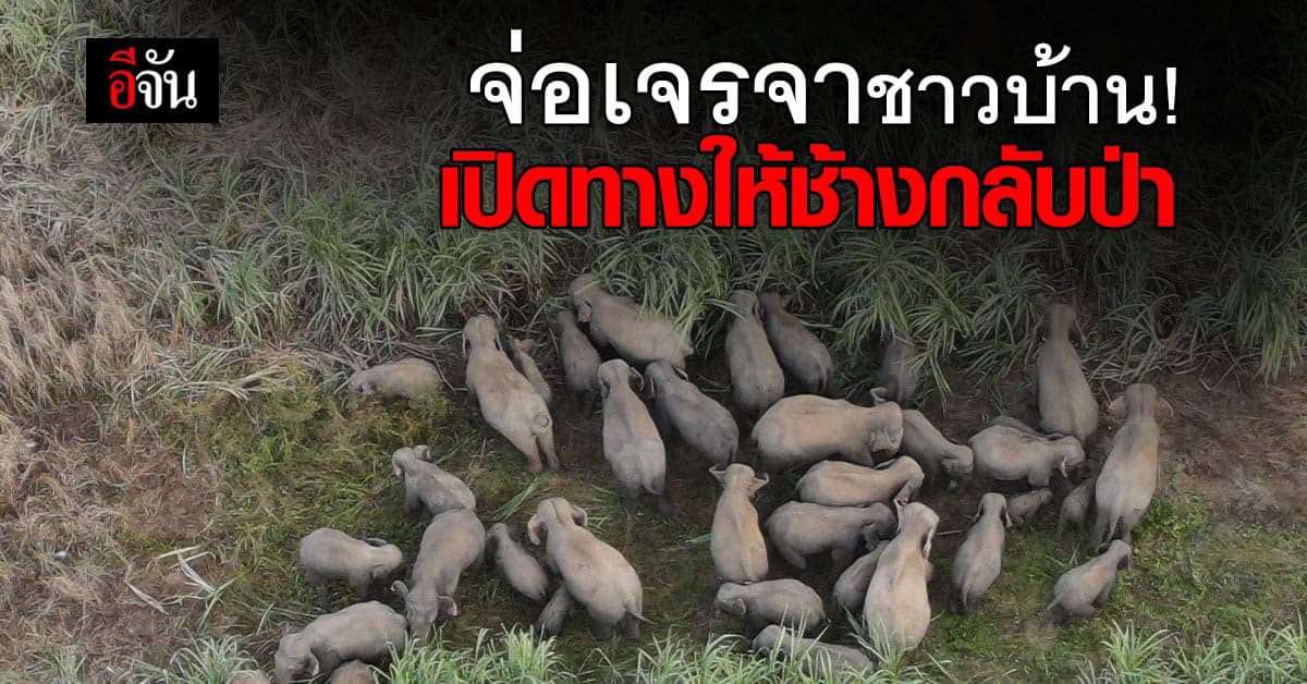 อบต.เขาไม้แก้ว จ่อเจรจาชาวบ้าน ช่วยเปิดทาง ให้ช้างกลับป่า