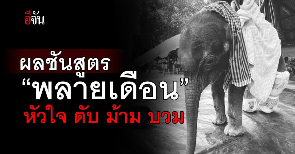 เปิด! ผลชันสูตร “พลายเดือน” พบหัวใจ ตับ ม้าม บวม