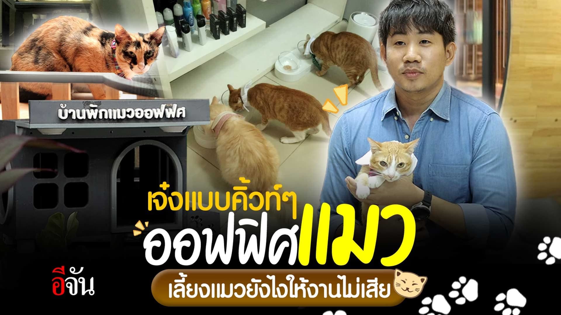 🎬 ออฟฟิศแมว เลี้ยงแมวยังไงให้งานไม่เสีย