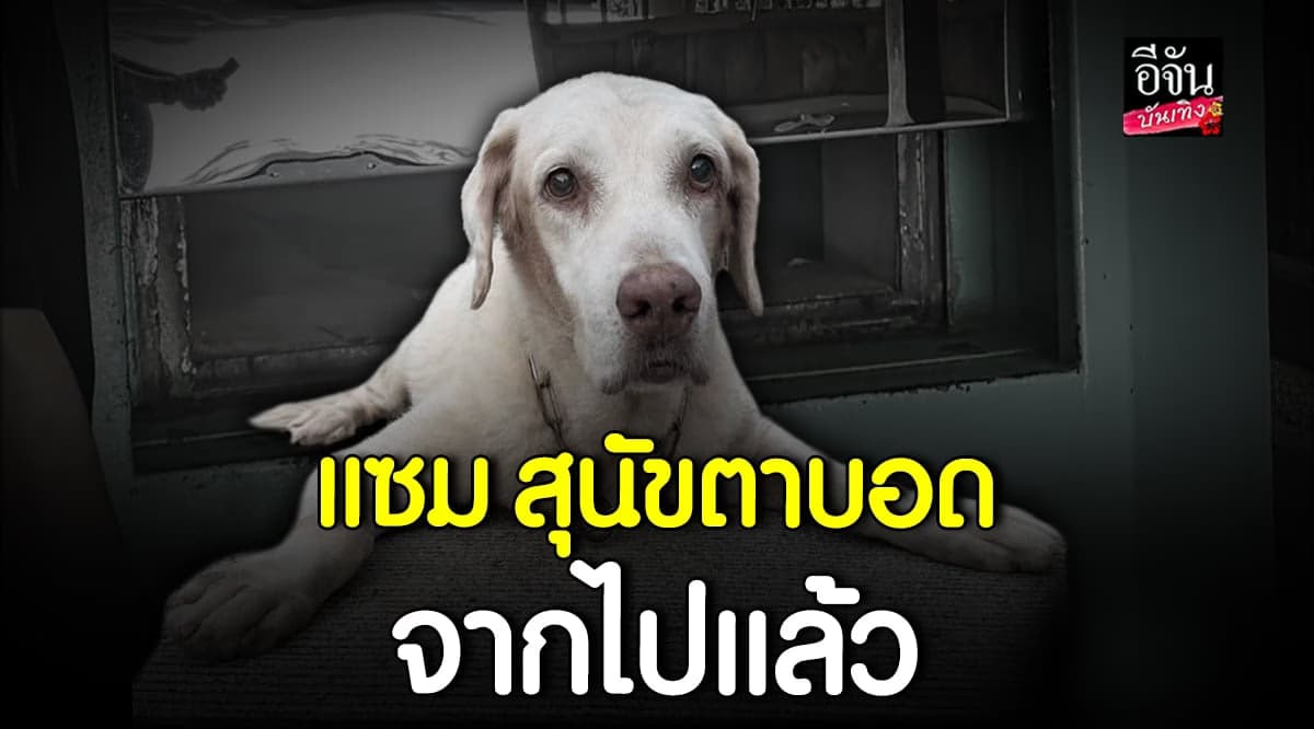 ​เจ้าของสุดเศร้า พบแล้ว แซม สุนัขตาบอด เสียชีวิตในท่อ ในหมู่บ้าน