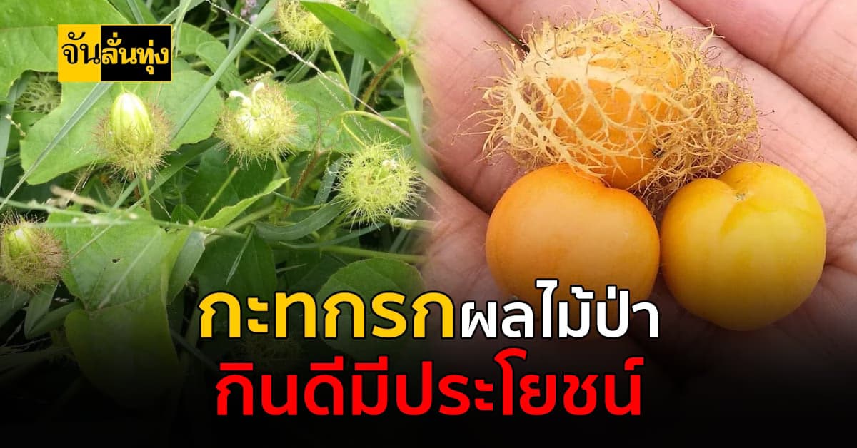 กะทกรก ผลไม้หากินยาก มีประโยชน์มากกว่าที่คิด!