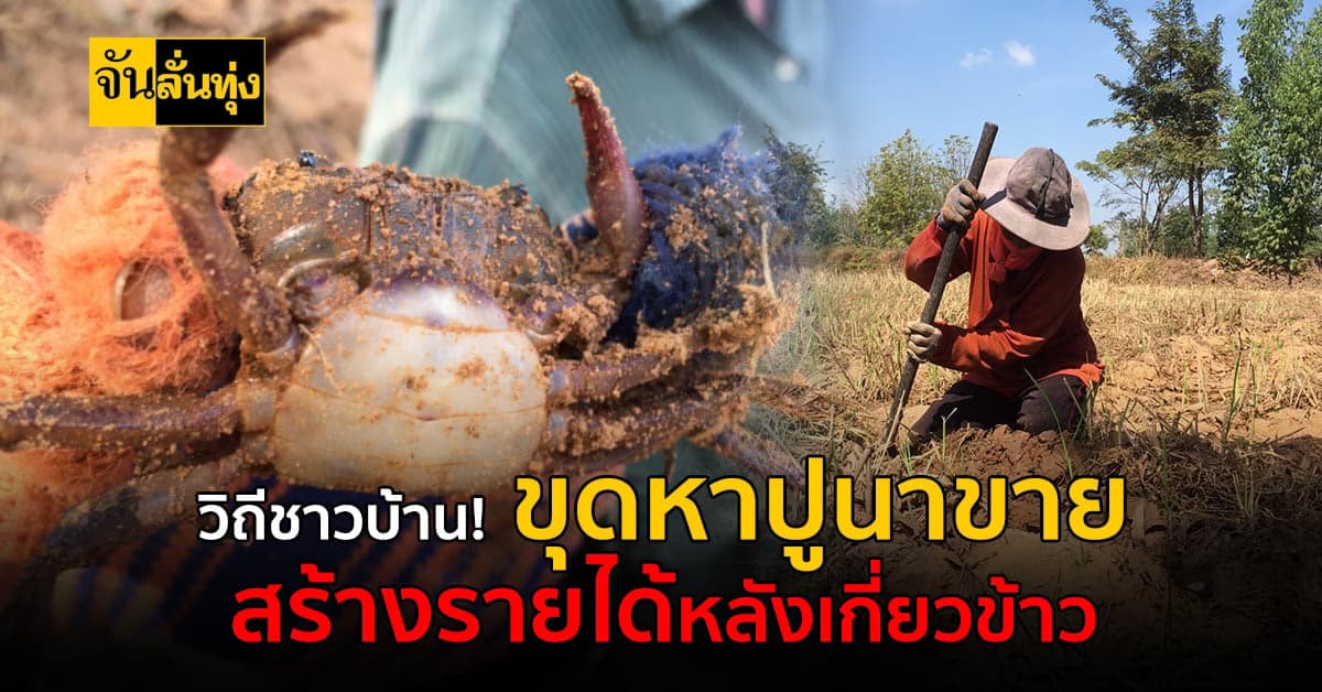 ชาวบ้านใช้เวลาว่างหลัง เกี่ยวข้าวเสร็จ ขุดหาปูนา สร้างรายได้